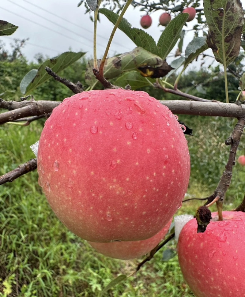陕西苹果大量供应嘎拉苹果货源充足，新鲜采摘，品质**