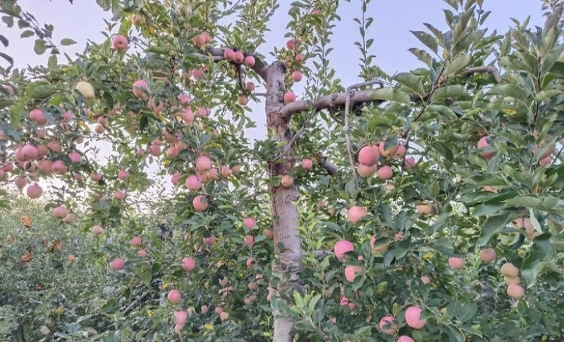 陕西苹果大量供应嘎拉苹果货源充足，新鲜采摘，品质**