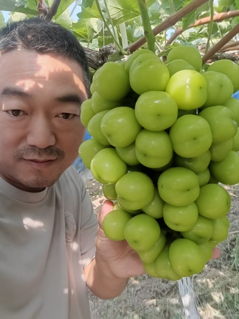 陕西渭南精品葡萄阳光玫瑰大量供应，产地直发，一手货源，
