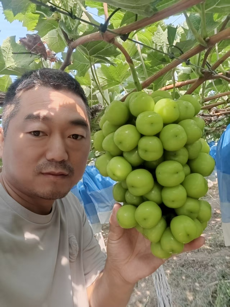 陕西渭南精品葡萄阳光玫瑰大量供应，产地直发，一手货源，