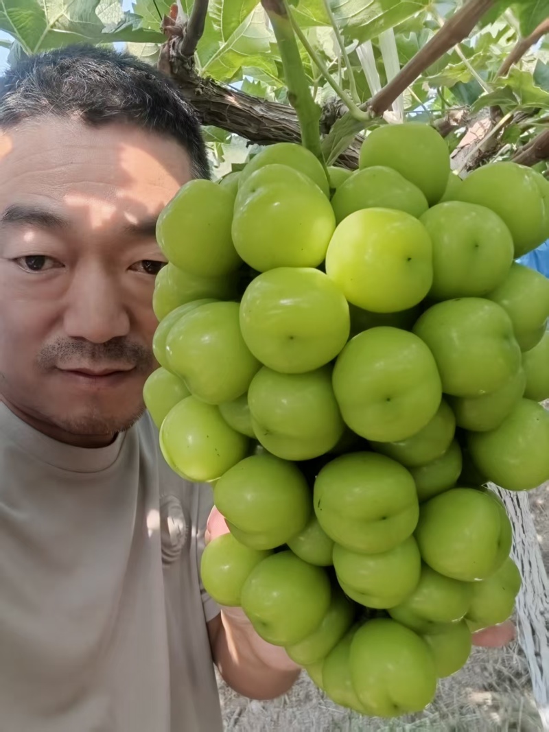 陕西渭南精品葡萄阳光玫瑰大量供应，产地直发，一手货源，