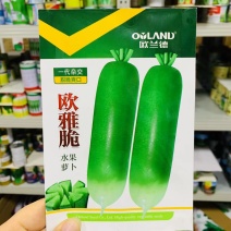 欧兰德欧雅脆水果萝卜种子青皮脆甜萝卜籽欧雅脆2号种子