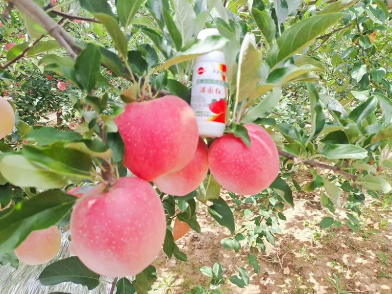 精品苹果洛川苹果秦阳苹果，嘎啦苹果供应，一手货源量大咨询
