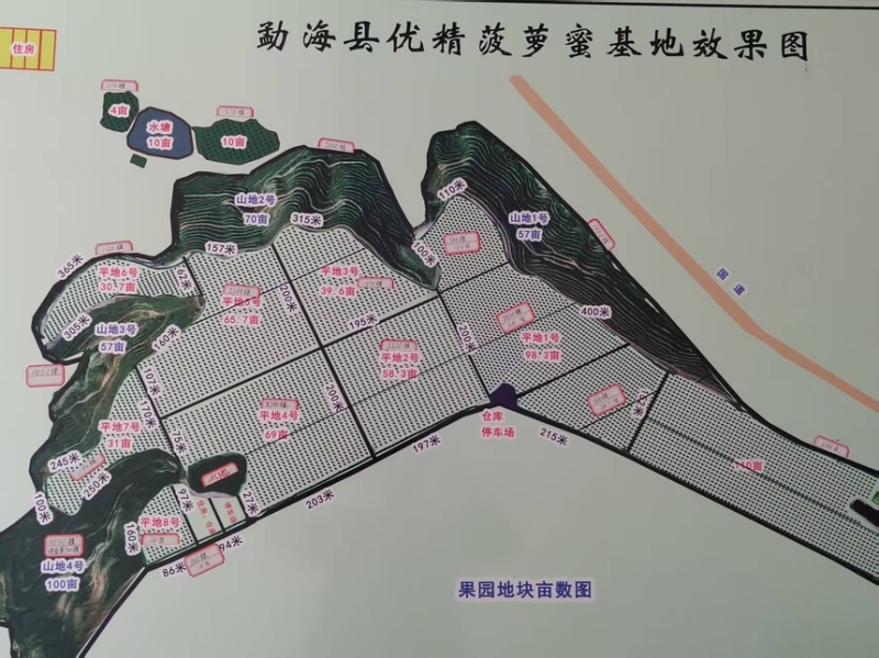 菠萝蜜马来西亚5号泰5口感脆甜产地直供一手货源
