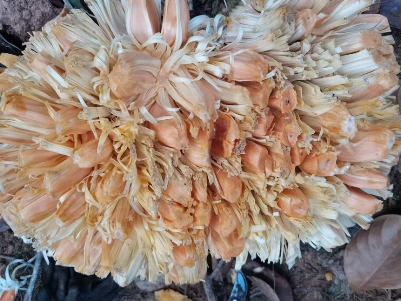 菠萝蜜马来西亚5号泰5口感脆甜产地直供一手货源