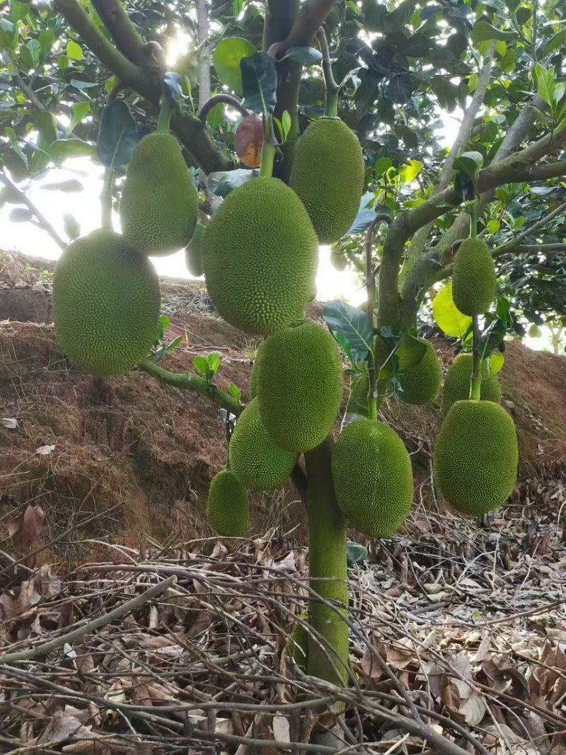 菠萝蜜马来西亚5号泰5口感脆甜产地直供一手货源
