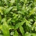 四川白芨苗白芨种苗中药材苗三叉白芨苗100颗起发送种