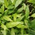 四川白芨苗白芨种苗中药材苗三叉白芨苗100颗起发送种