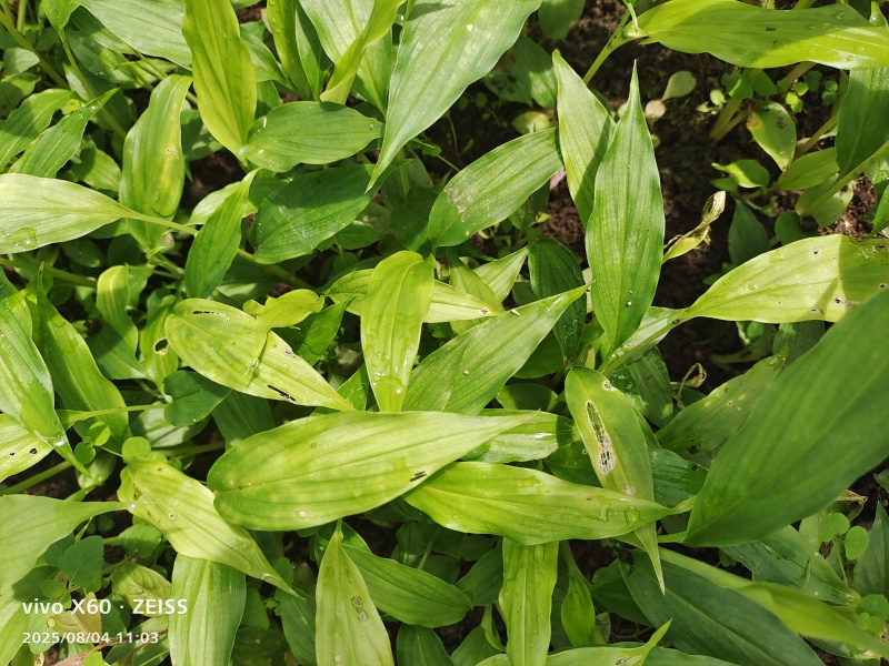 四川白芨苗白芨种苗中药材苗三叉白芨苗100颗起发送种