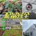 南沙200亩热植大棚出租