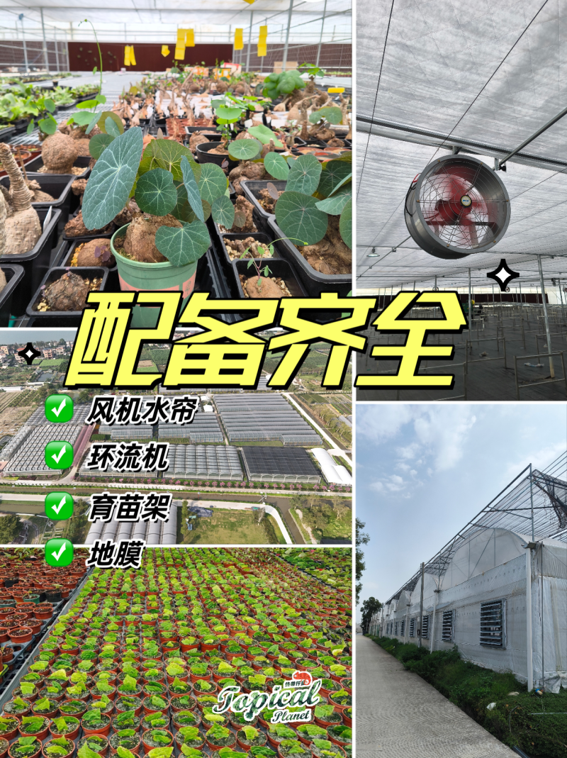 南沙200亩热植大棚出租