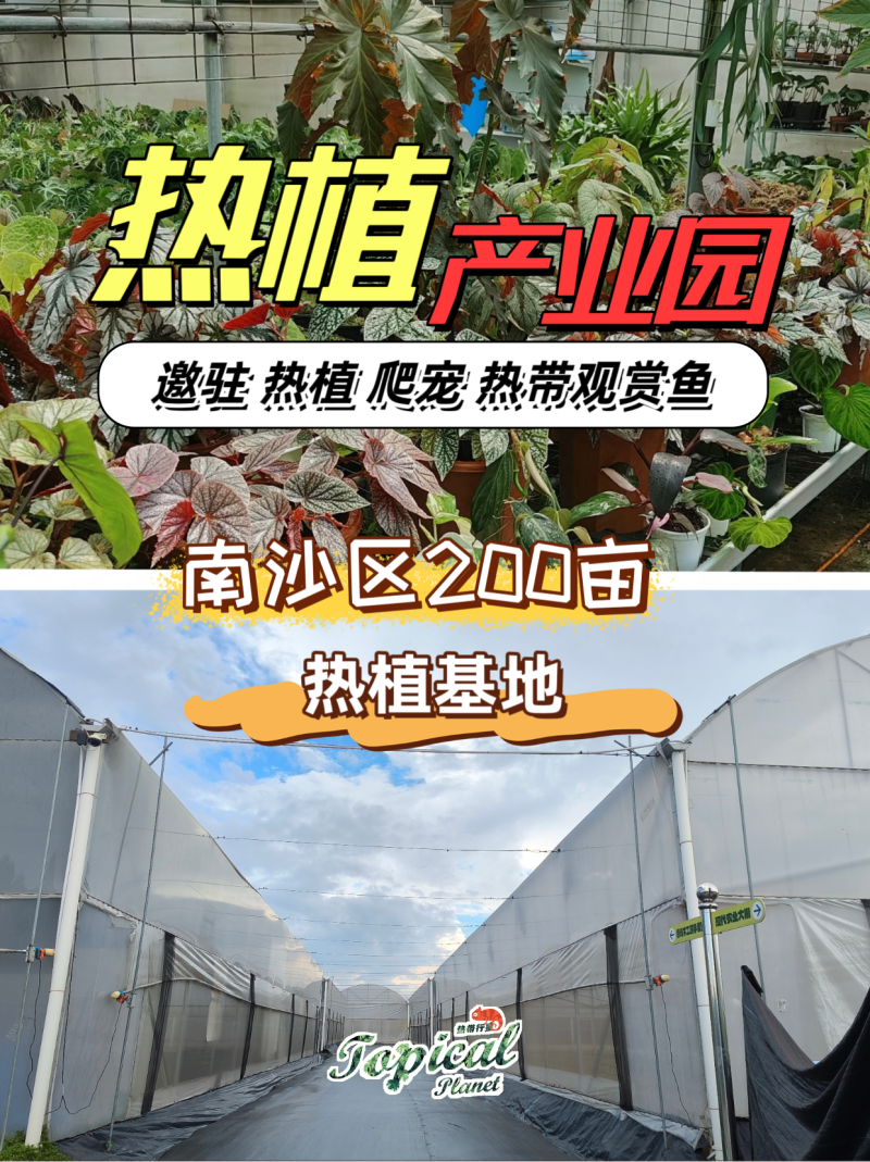 南沙200亩热植大棚出租