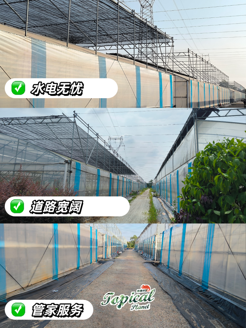 南沙200亩热植大棚出租