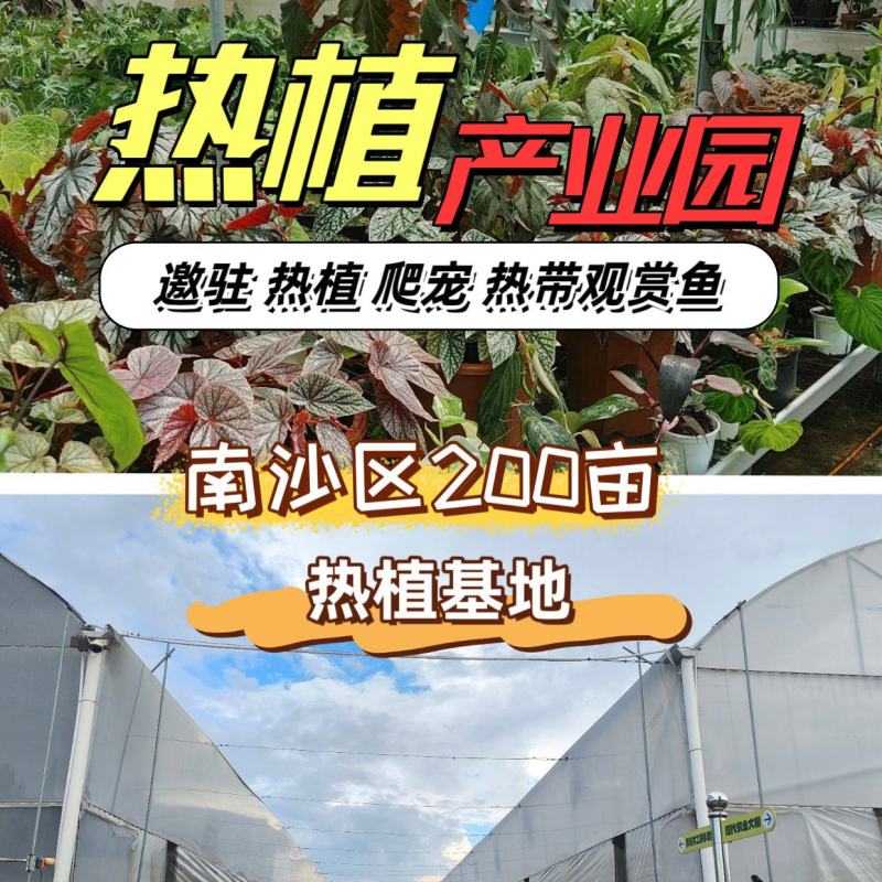 南沙200亩热植大棚出租