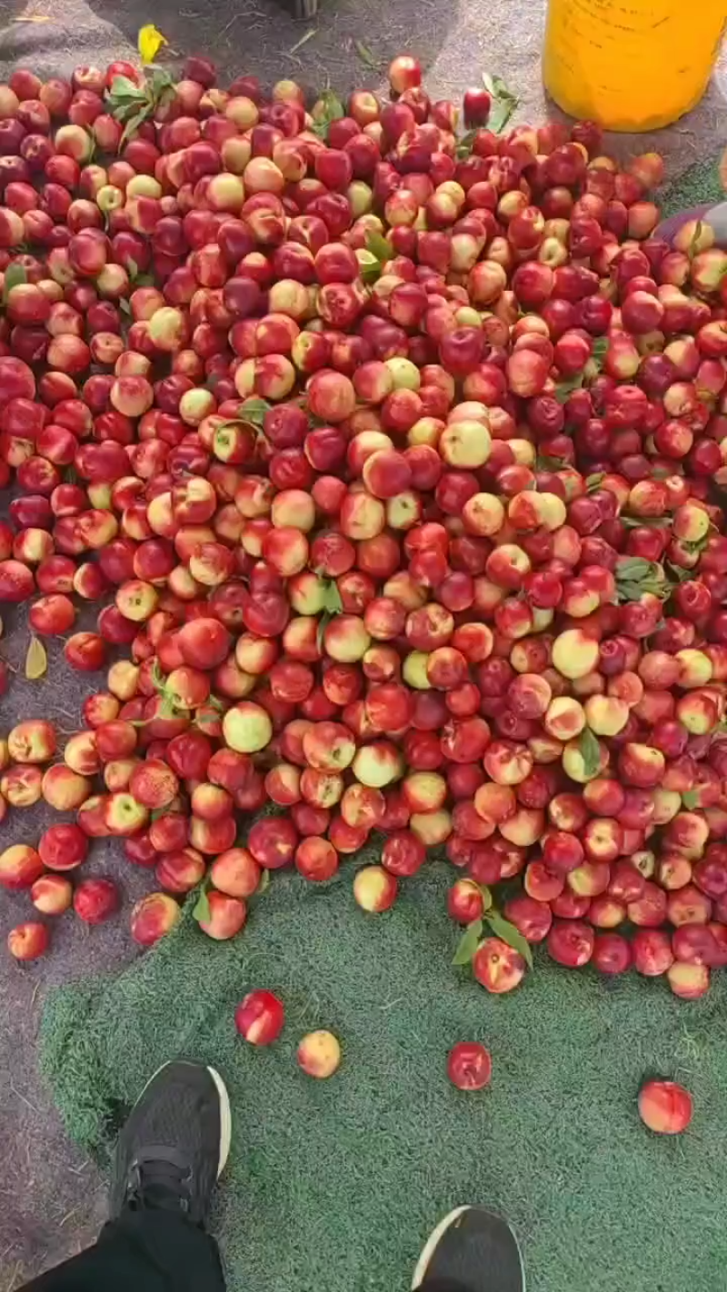 山西珍珠枣油桃/珍珠油桃产地直供大量有货/对接抖音平台