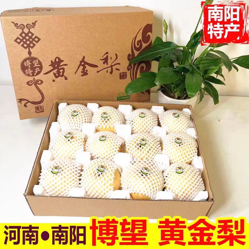 自家果园黄金梨成熟，欢迎采购
