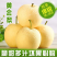 自家果园黄金梨成熟，欢迎采购