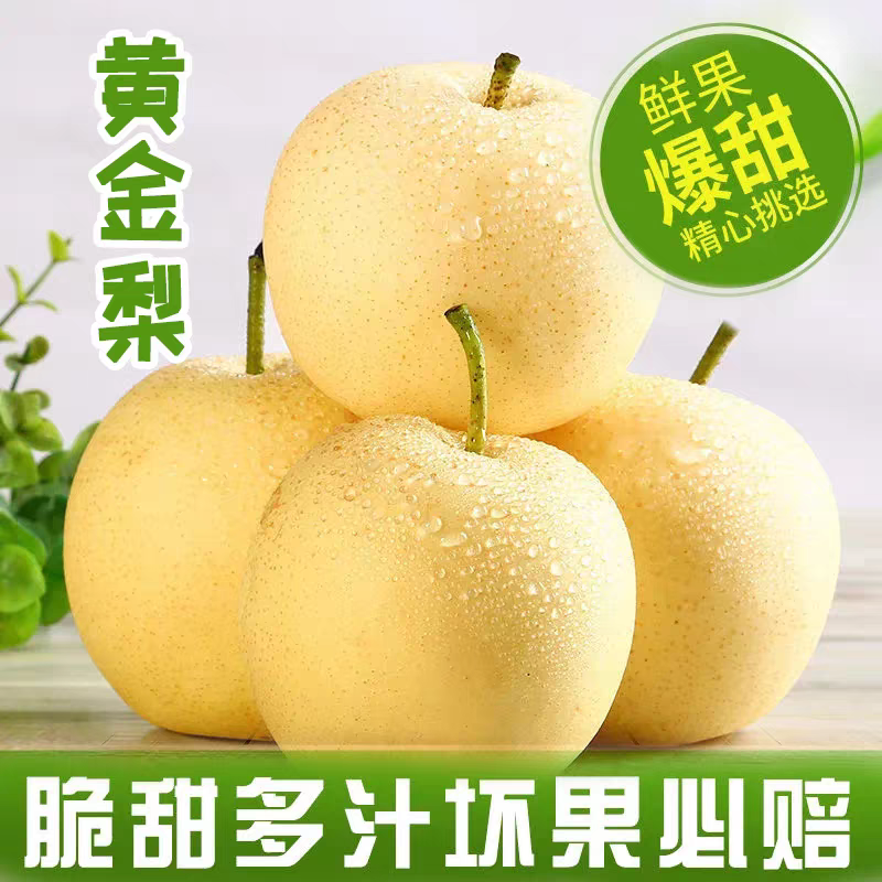 自家果园黄金梨成熟，欢迎采购