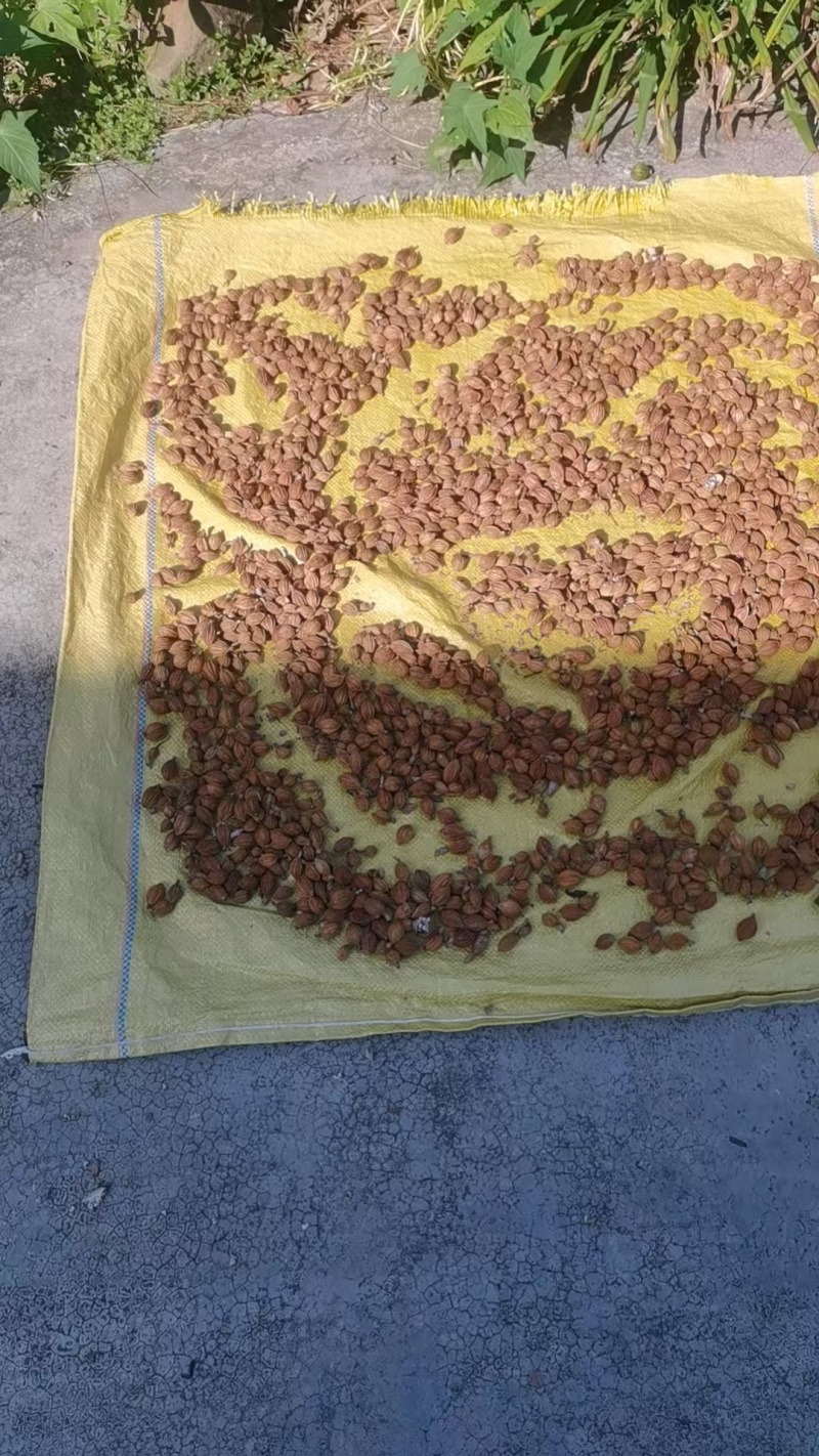 广东台山千岛湖端芬镇寻皇后门丁大妈自种香砂