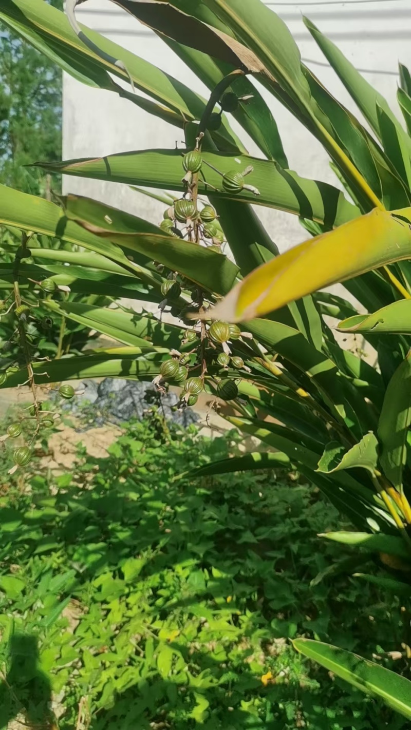 广东台山千岛湖端芬镇寻皇后门丁大妈自种香砂