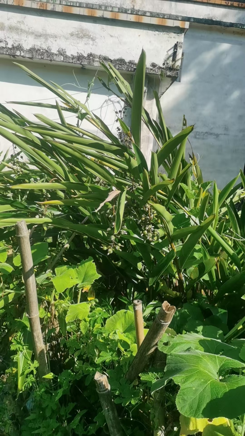 广东台山千岛湖端芬镇寻皇后门丁大妈自种香砂