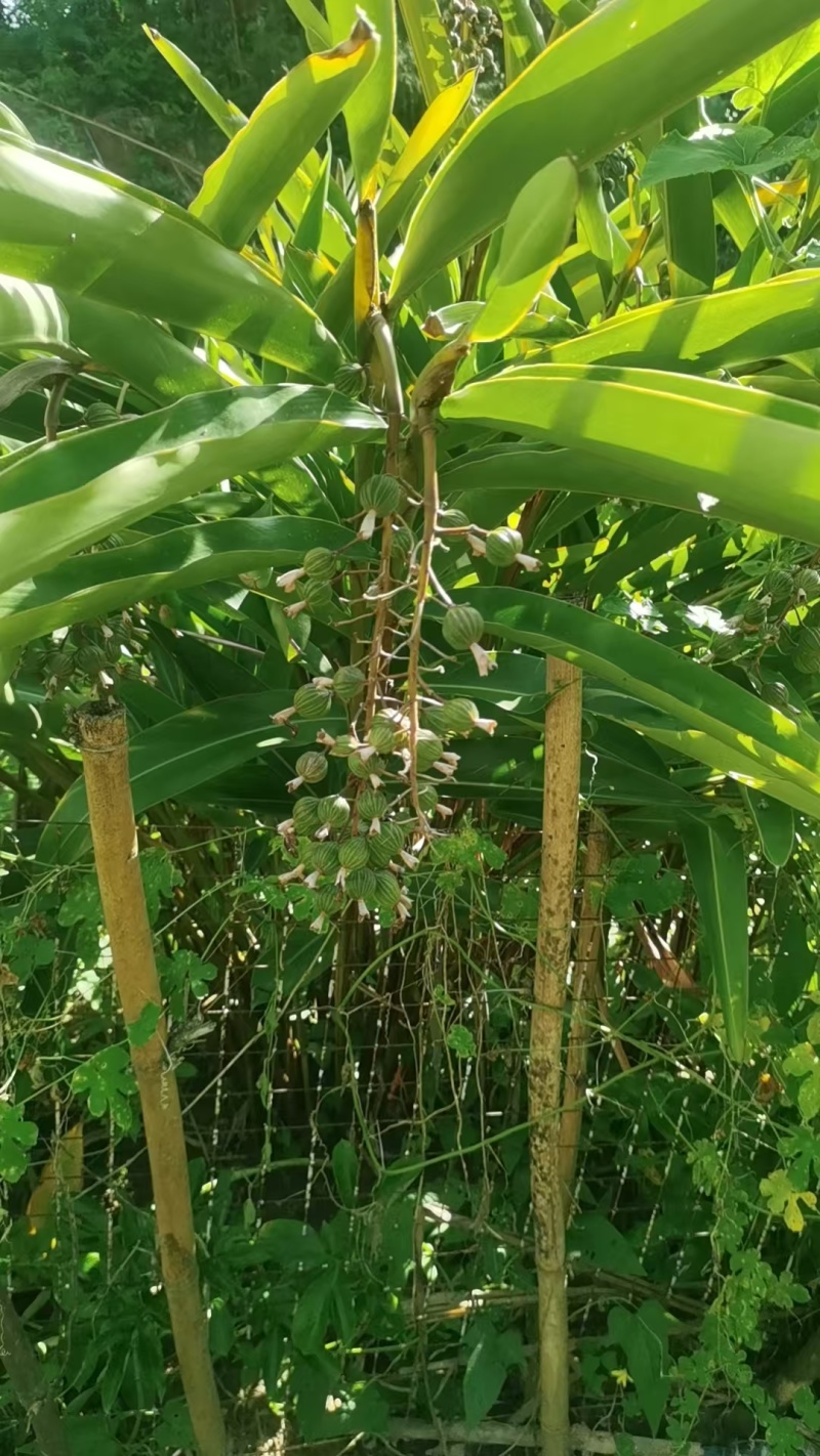 广东台山千岛湖端芬镇寻皇后门丁大妈自种香砂
