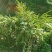 广东台山千岛湖端芬镇寻皇后门丁大妈自种香砂