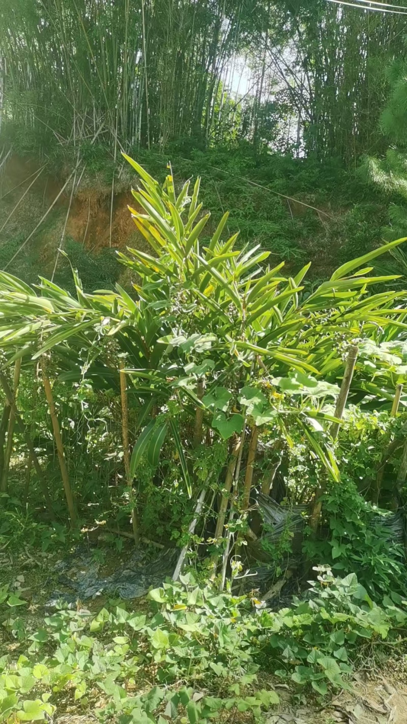 广东台山千岛湖端芬镇寻皇后门丁大妈自种香砂
