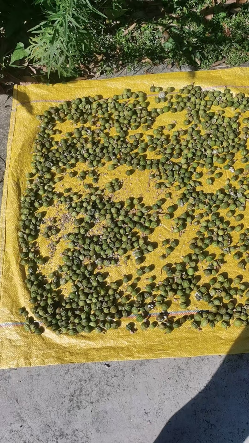 广东台山千岛湖端芬镇寻皇后门丁大妈自种香砂