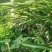 广东台山千岛湖端芬镇寻皇后门丁大妈自种香砂