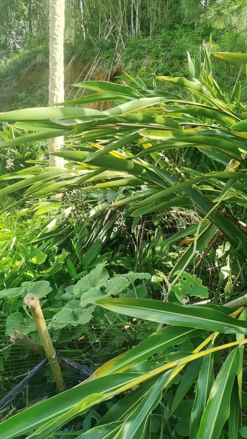 广东台山千岛湖端芬镇寻皇后门丁大妈自种香砂