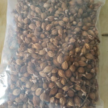 广东台山千岛湖端芬镇寻皇后门丁大妈自种香砂