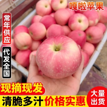 精品苹果洛川苹果秦阳苹果，嘎啦苹果供应，一手货源量大咨询