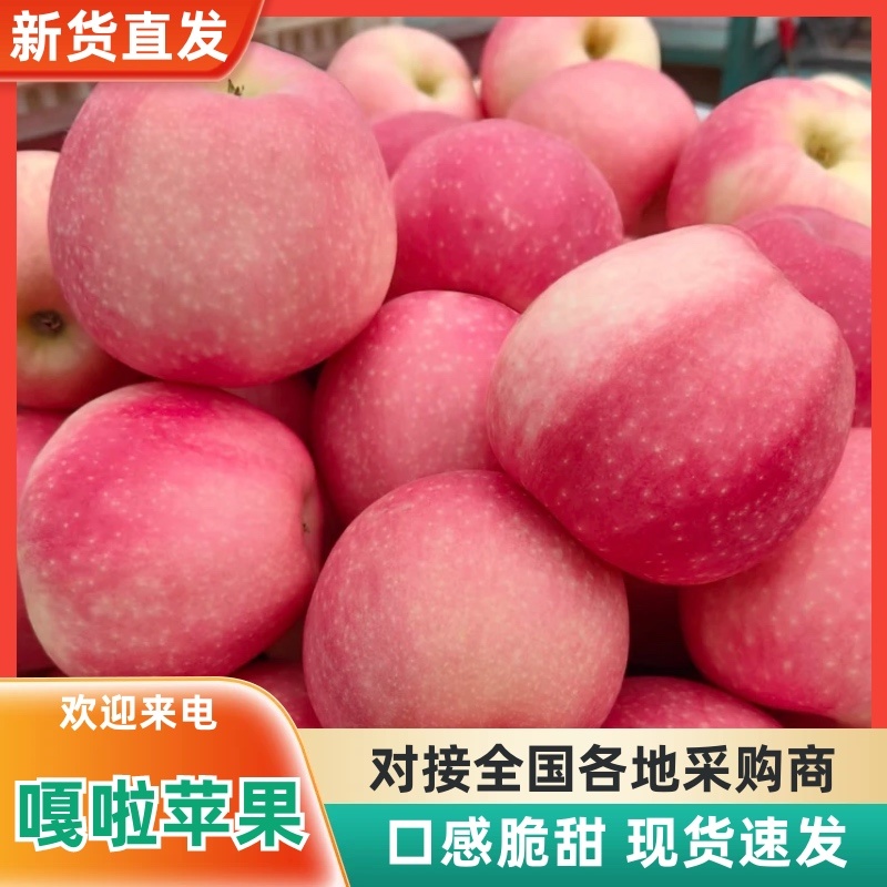 陕西苹果大量供应嘎拉苹果货源充足，新鲜采摘，品质**