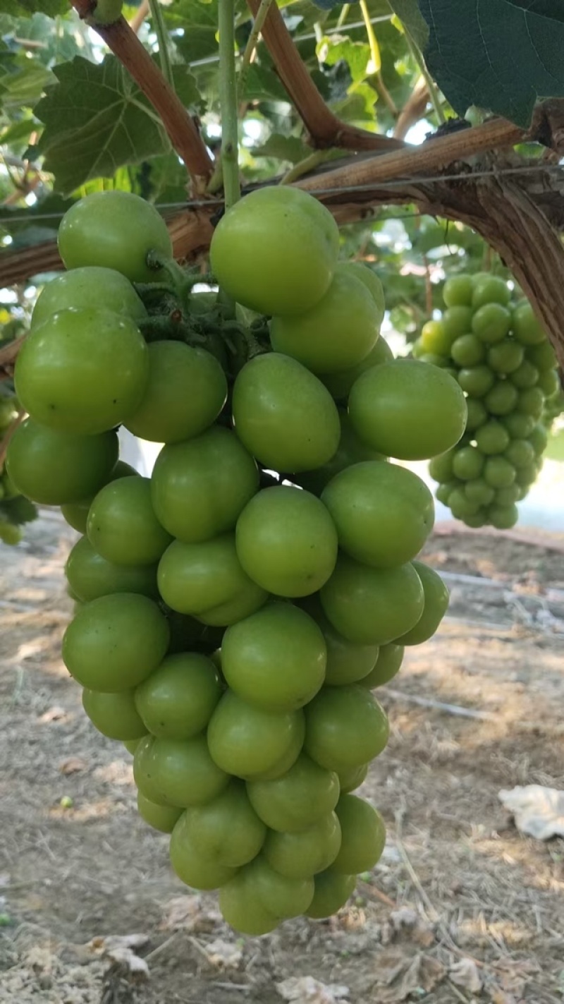 【颗粒饱满】☀️阳光玫瑰量保证大量欢迎咨询视频看货