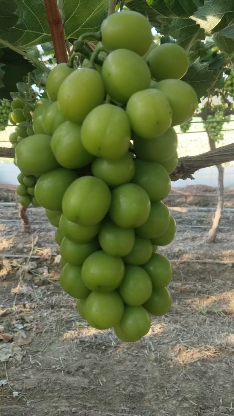 【颗粒饱满】☀️阳光玫瑰量保证大量欢迎咨询视频看货