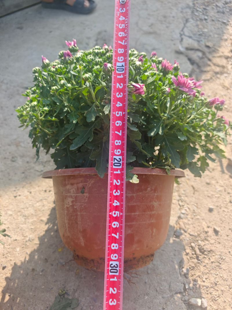 250千头菊，粉黄可混11元一盆，一箱24盆。