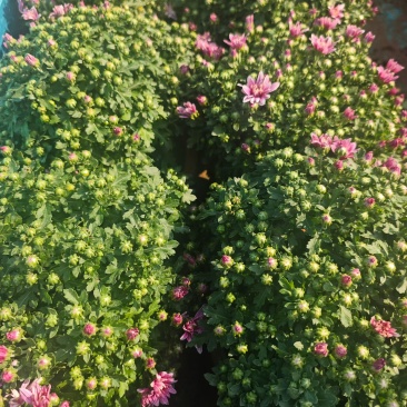 250千头菊，粉黄可混11元一盆，一箱24盆。