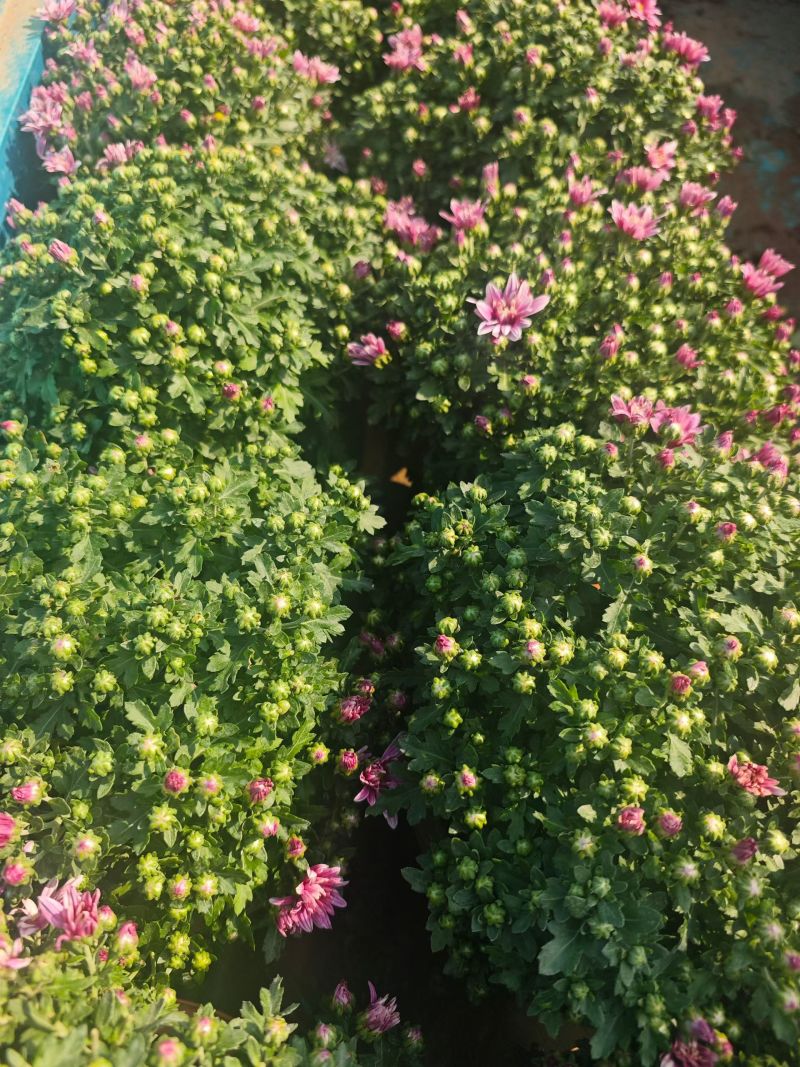 250千头菊，粉黄可混11元一盆，一箱24盆。