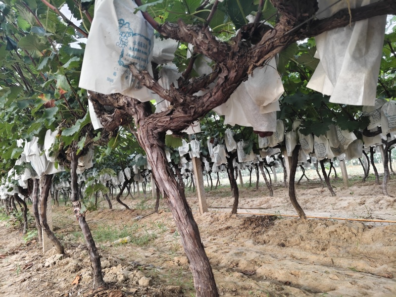户太八号种植基地，几百亩多，欢迎各位老板前来品鉴