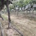 户太八号种植基地，几百亩多，欢迎各位老板前来品鉴
