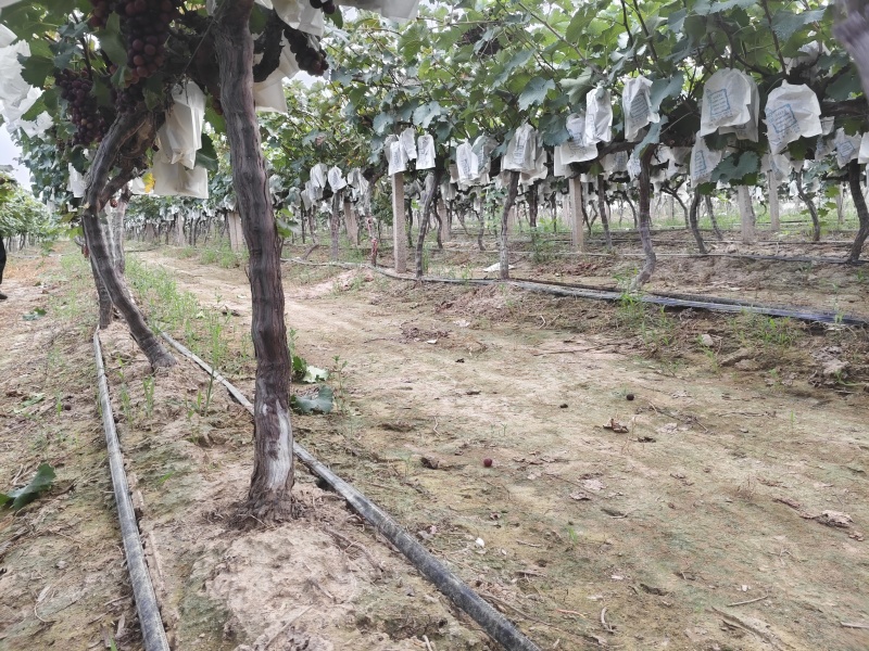 户太八号种植基地，几百亩多，欢迎各位老板前来品鉴