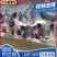 巴马香猪品质保证诚信合作量大从优欢迎来电咨询