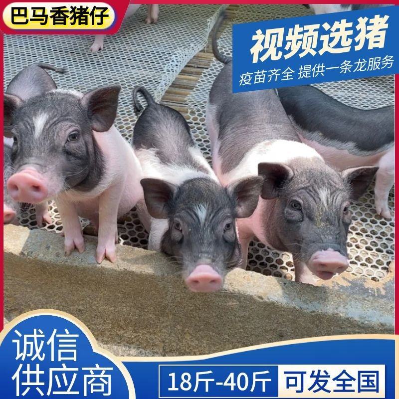 巴马香猪品质保证诚信合作量大从优欢迎来电咨询