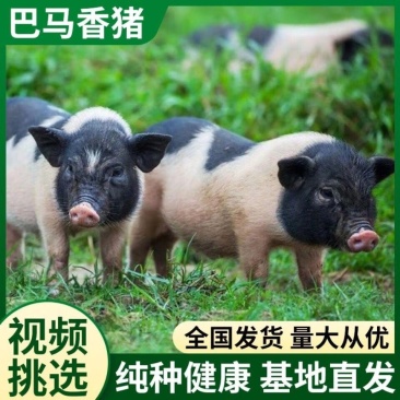香猪仔仔猪基地直发量大从优欢迎来电咨询