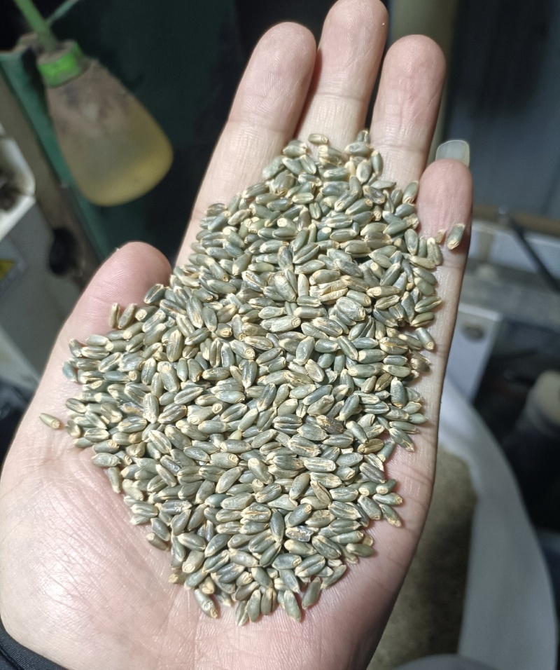 小麦黑小麦绿小麦紫小麦保质保量供货