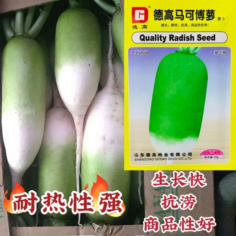 德高马可博萝水果萝卜种子佳美一号青萝卜渤丰韩青秋季萝卜种