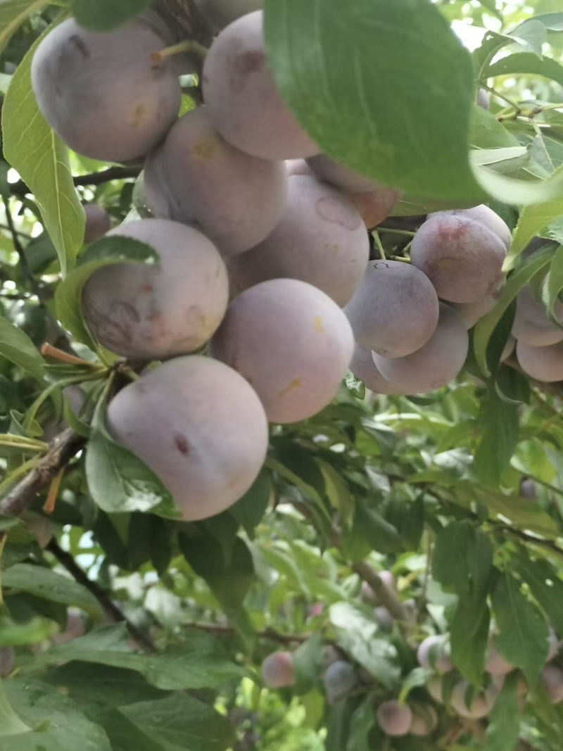 脆红李子
