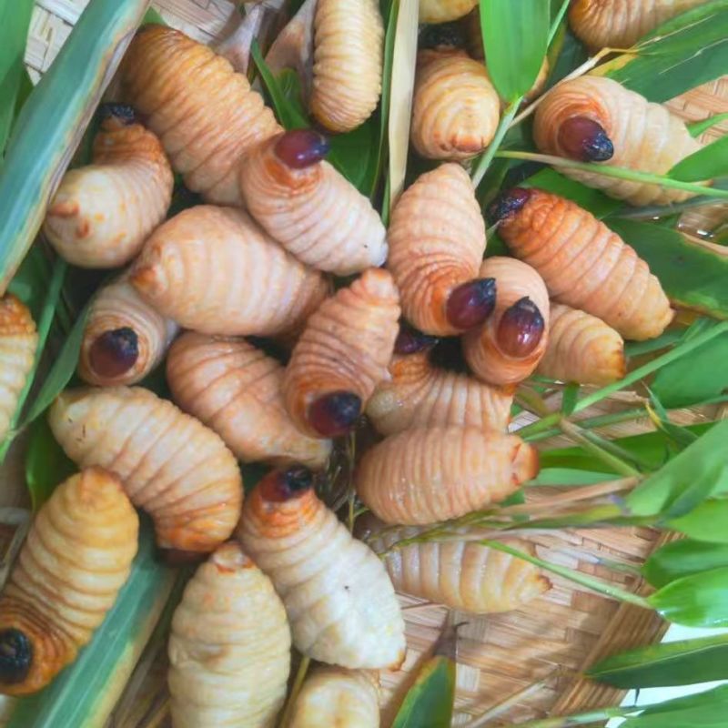 竹笋虫