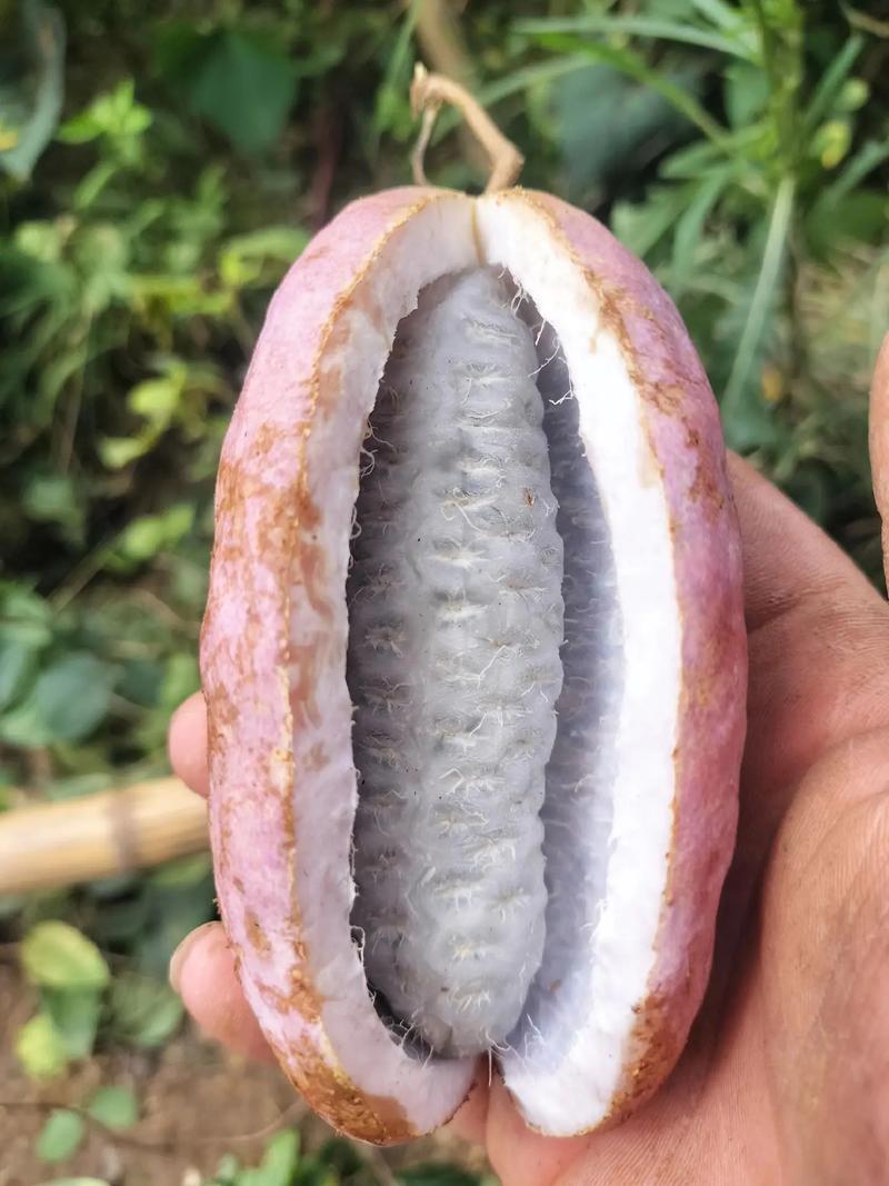 八月瓜